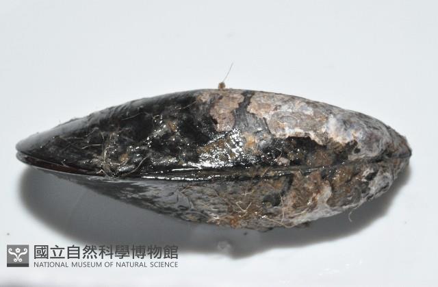 臺灣深海殼菜蛤藏品圖，第3張