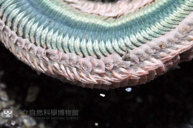 雙齒圍沙蠶藏品圖，第3張