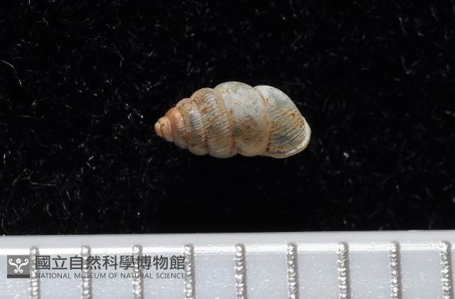 卑南芝麻蝸牛藏品圖，第3張