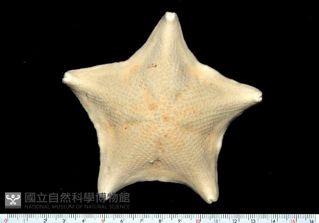 海燕藏品圖，第3張
