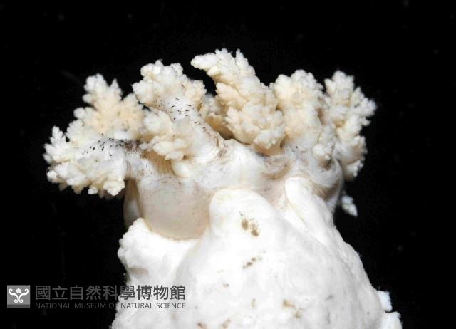 強壯翼手參藏品圖，第3張