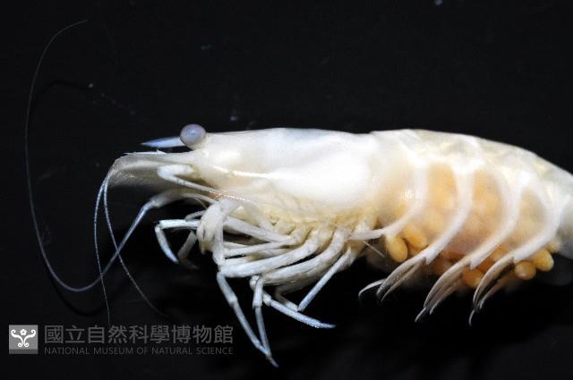 赤崁新米蝦藏品圖，第3張