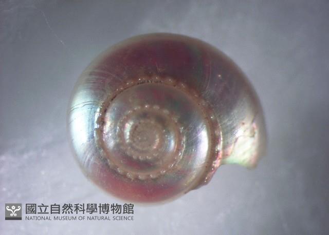 珠光鐘螺藏品圖，第3張
