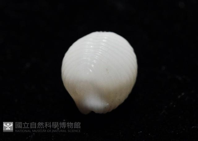 楊氏蛹螺藏品圖，第3張