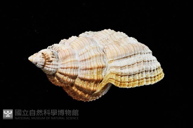 巨核螺藏品圖，第3張