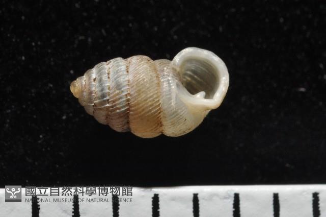 董王芝麻蝸牛藏品圖，第3張