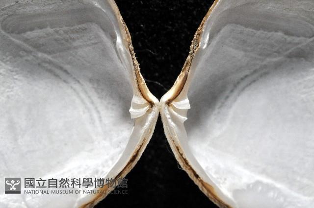 新種滿月蛤藏品圖，第3張