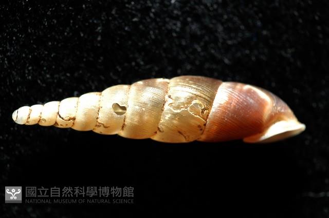 泰武煙管蝸牛(新種)藏品圖，第3張