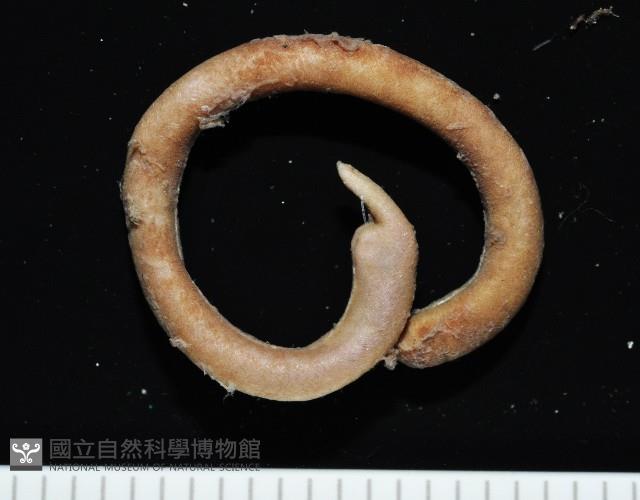 未知種腹溝綱新月貝藏品圖，第3張