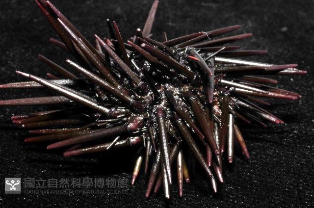 紫海膽藏品圖，第3張