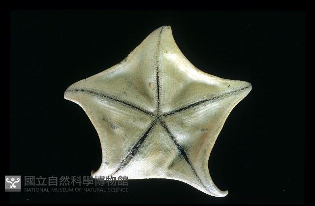 日本五角海星藏品圖，第3張
