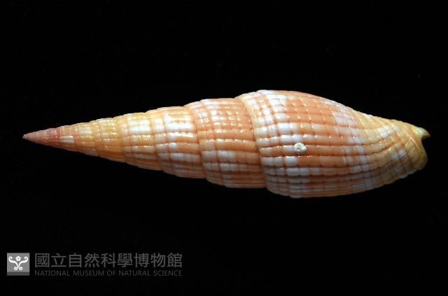 登錄號:007819-00121藏品圖，第3張
