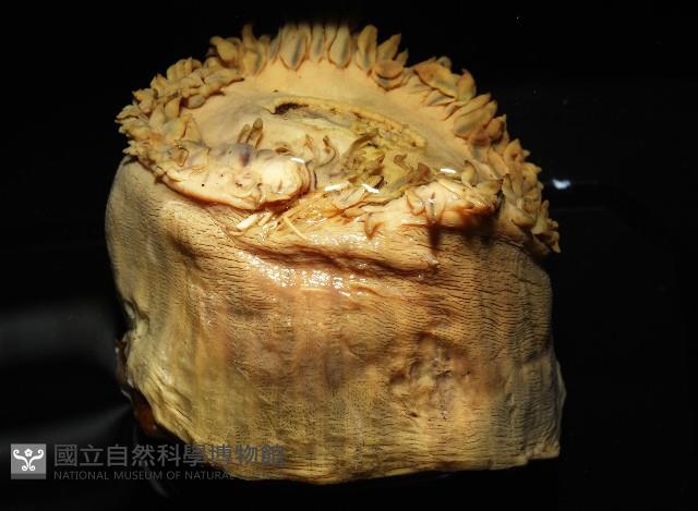 造殼海葵之一種藏品圖，第3張