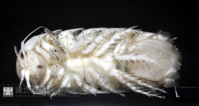未知種浪漂水虱藏品圖，第3張