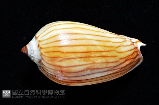 斑馬渦螺藏品圖，第3張