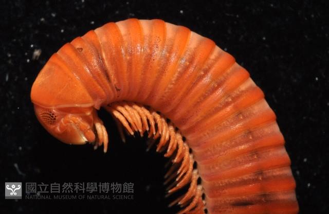 磚紅厚甲馬陸藏品圖，第3張