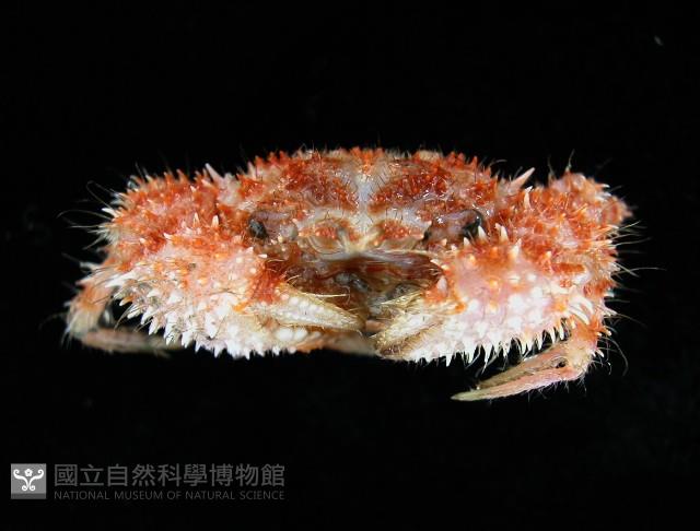 道氏毛刺蟹藏品圖，第3張