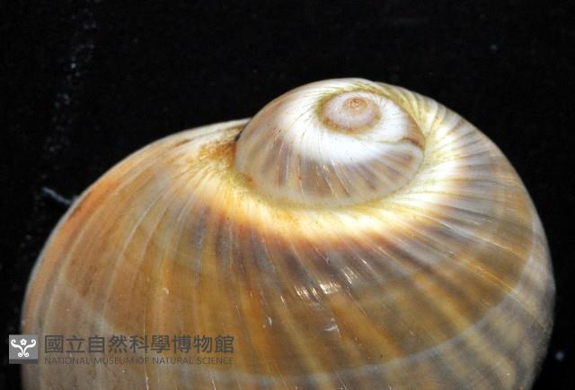 小灰玉螺藏品圖，第3張
