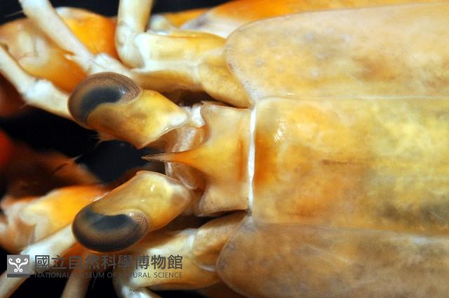 大指蝦蛄藏品圖，第3張