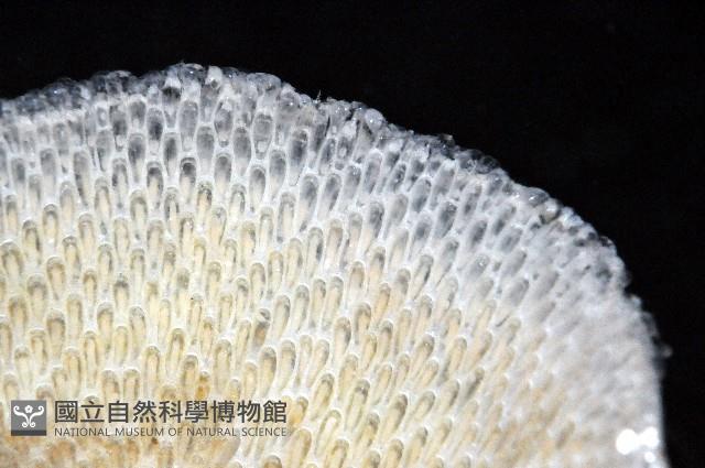 未知種血苔蟲藏品圖，第3張