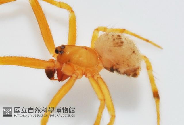 蘭嶼姬蛛藏品圖，第3張