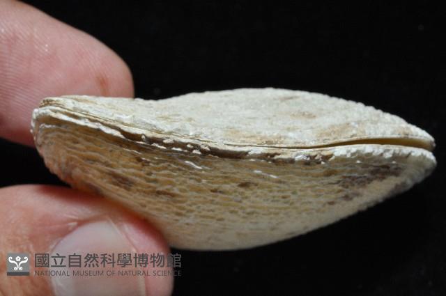 波紋櫻蛤藏品圖，第3張