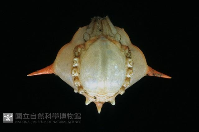 五刺栗殼蟹藏品圖，第3張