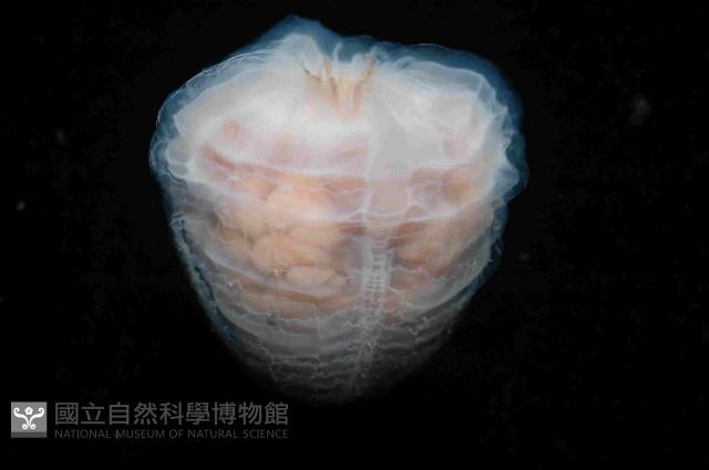 未知種面具水母藏品圖，第3張