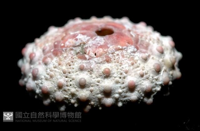 環棘偏海膽藏品圖，第3張
