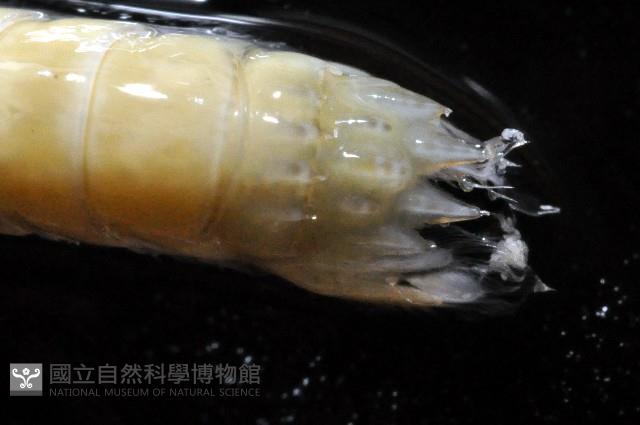 大指蝦蛄藏品圖，第3張