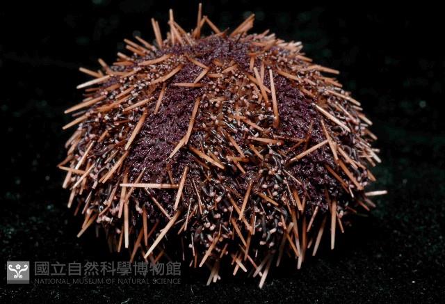 白棘三列海膽藏品圖，第3張