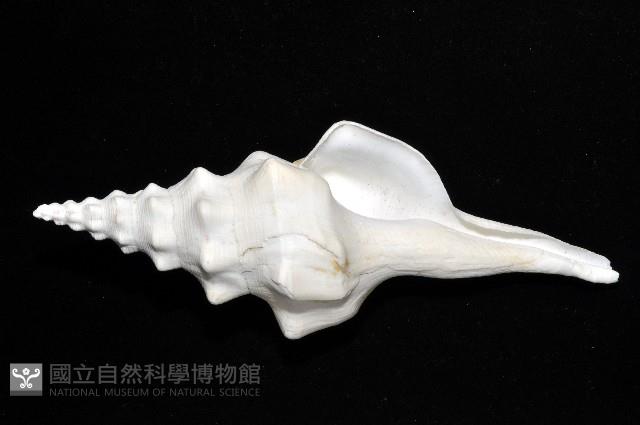 波緣長旋螺藏品圖，第3張
