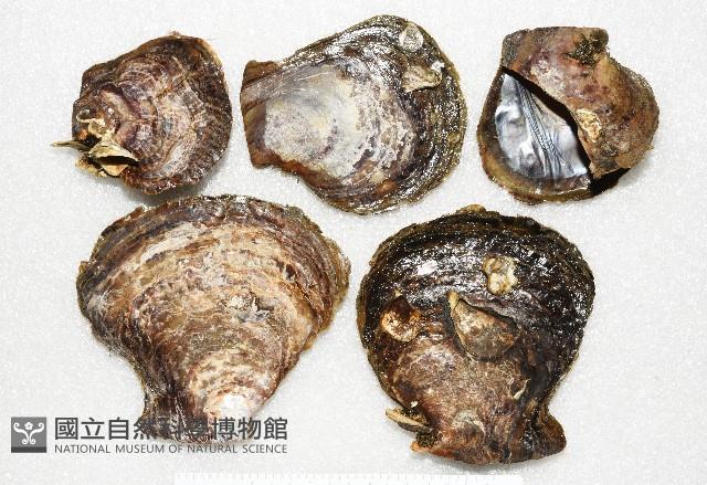 馬鞍(扁平)障泥蛤藏品圖，第3張