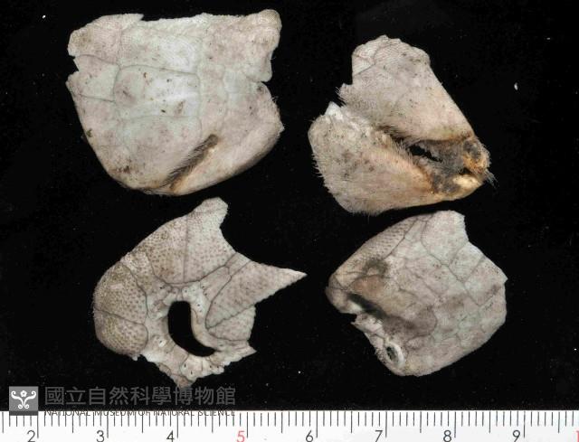 命運神海膽藏品圖，第3張