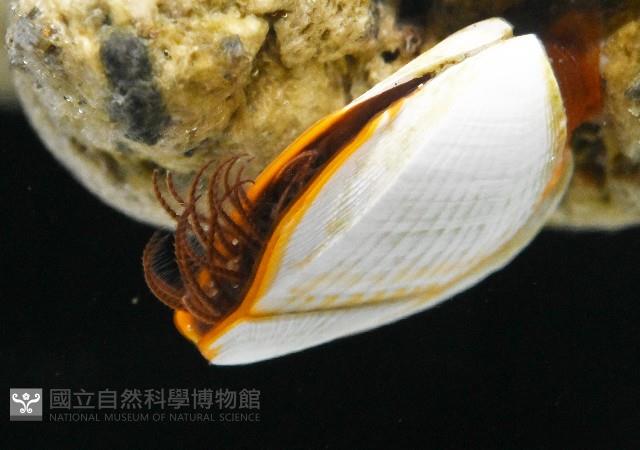 鵝茗荷藏品圖，第3張