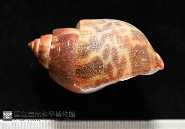 深溝鳳螺藏品圖，第3張