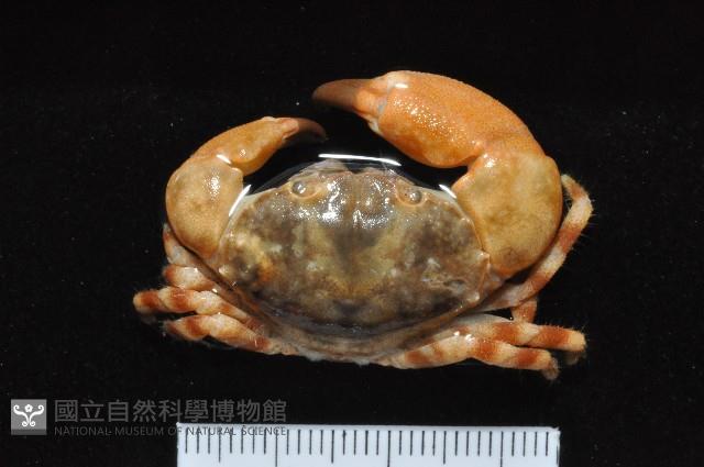 光輝圓扇蟹藏品圖，第3張