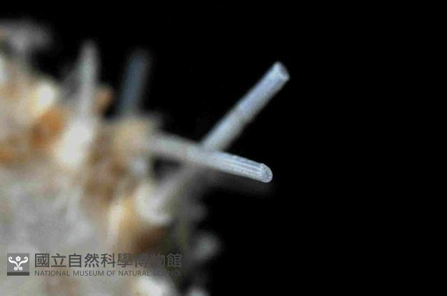 未知種侏儒頭帕(暫譯)藏品圖，第3張