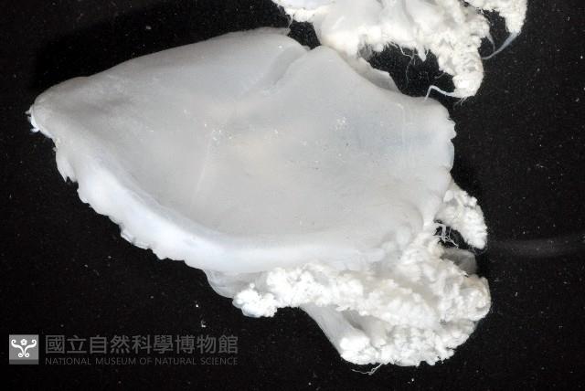 端鞭水母藏品圖，第3張