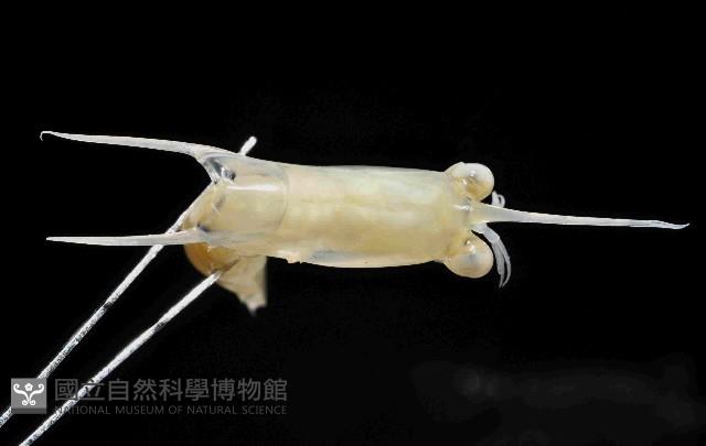 未知種蝦蛄幼生藏品圖，第3張