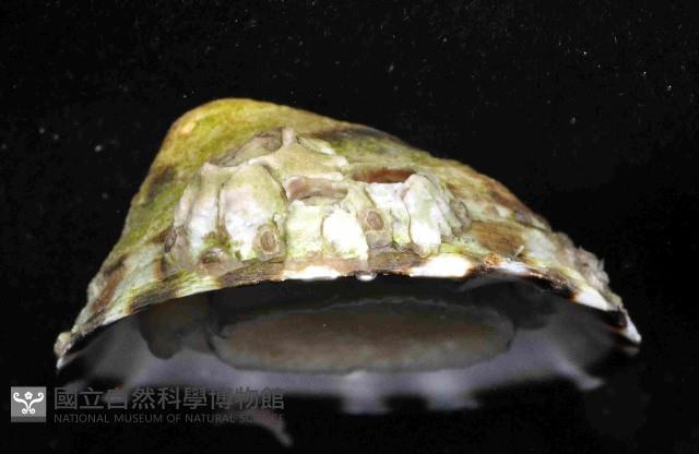 未知種蓮花青螺藏品圖，第3張