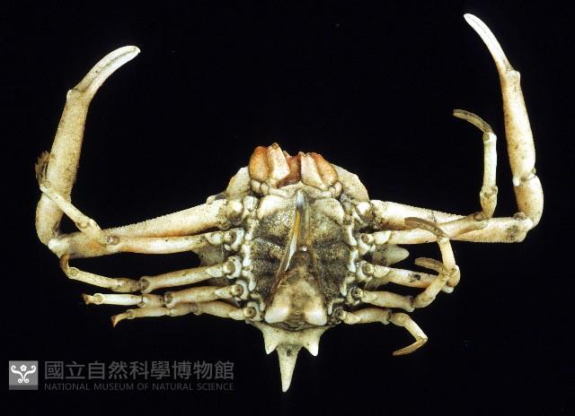 泡粒長螯蟹藏品圖，第3張