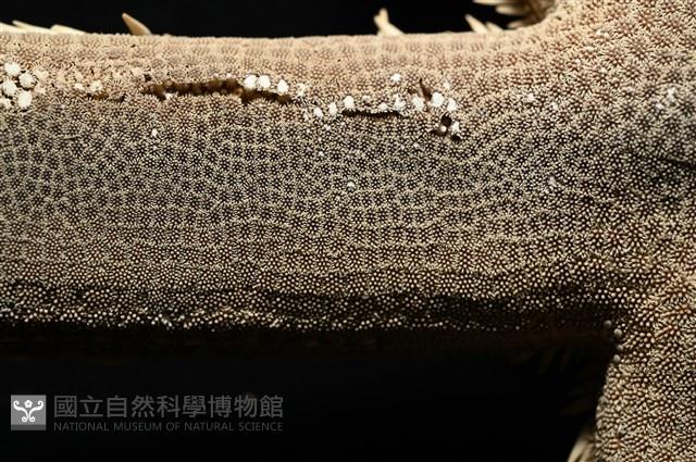 砂海星藏品圖，第3張