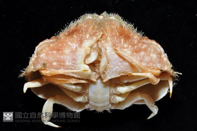 肝葉饅頭蟹藏品圖，第3張