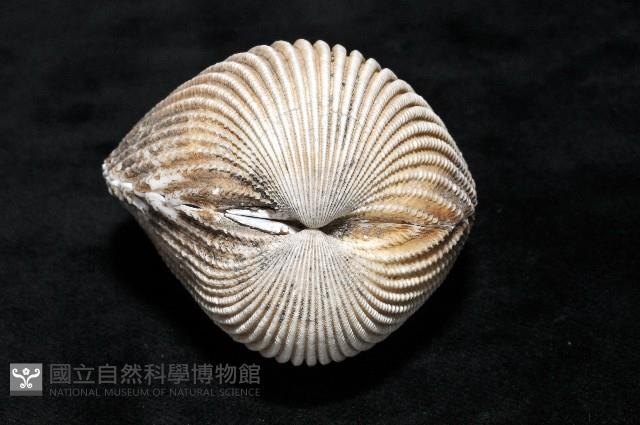 南洋鳥尾蛤藏品圖，第3張