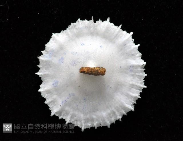 皇家冠杯珊瑚藏品圖，第3張