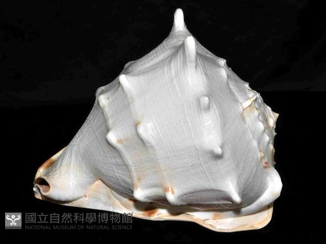唐冠螺藏品圖，第3張
