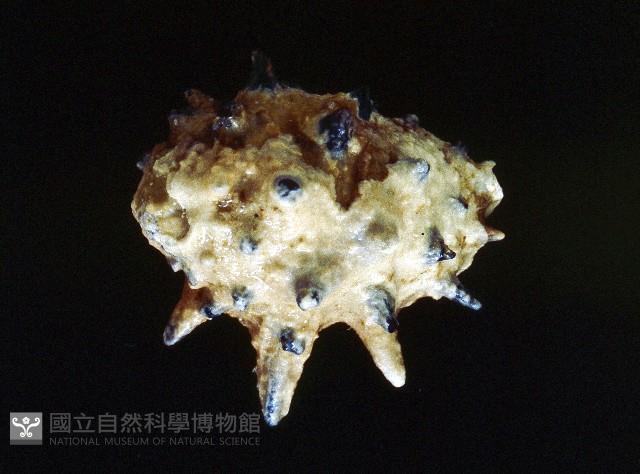 黃齒岩螺藏品圖，第3張