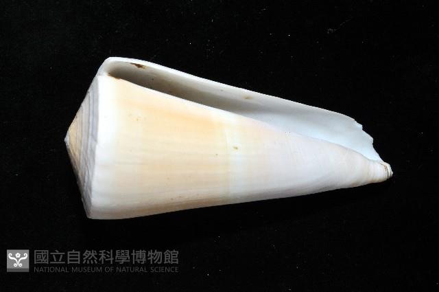 胭脂芋螺藏品圖，第3張