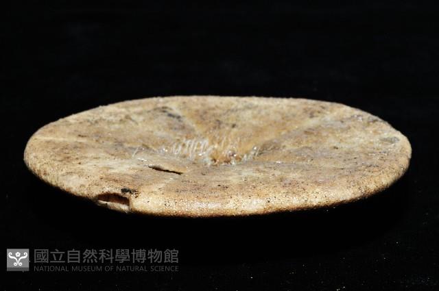 綠楯海膽藏品圖，第3張